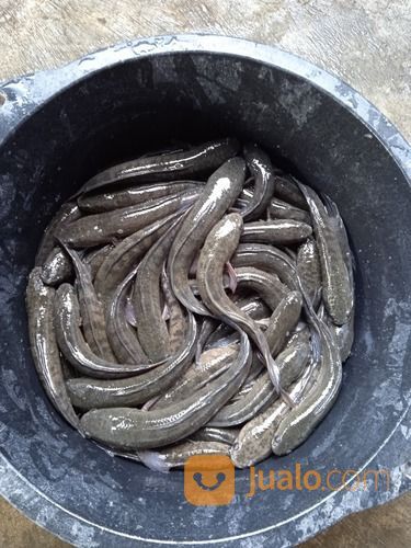 Ikan Gabus / Kutuk Konsumsi Fresh Hidup COD Se-Jogja