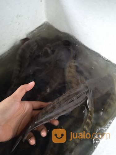 Ikan Gabus / Kutuk Konsumsi Fresh Hidup COD Se-Jogja