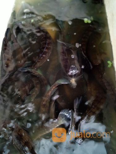 Ikan Gabus / Kutuk Konsumsi Fresh Hidup COD Se-Jogja