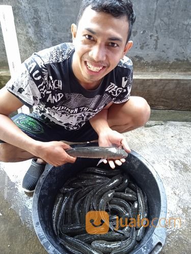 Ikan Gabus / Kutuk Konsumsi Fresh Hidup COD Se-Jogja