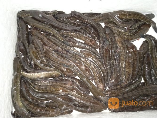 Ikan Gabus / Kutuk Konsumsi Fresh Hidup COD Se-Jogja