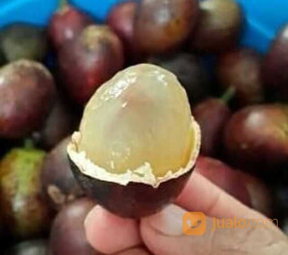 Bibit Matoa Buah Khas Papua Kualitas Unggul Siap Tanam Harga Murah