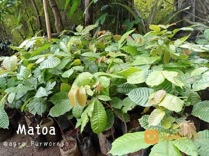 Bibit Matoa Buah Khas Papua Kualitas Unggul Siap Tanam Harga Murah
