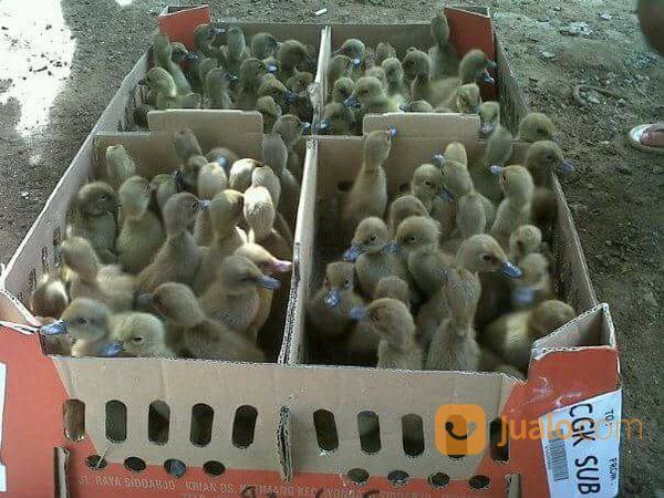 Dod Atau Bibit Bebek Pedaging Dan Petelur
