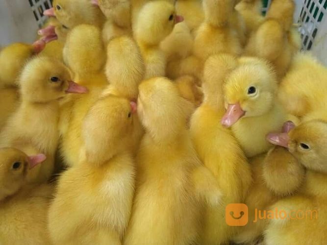 Dod Atau Bibit Bebek Pedaging Dan Petelur
