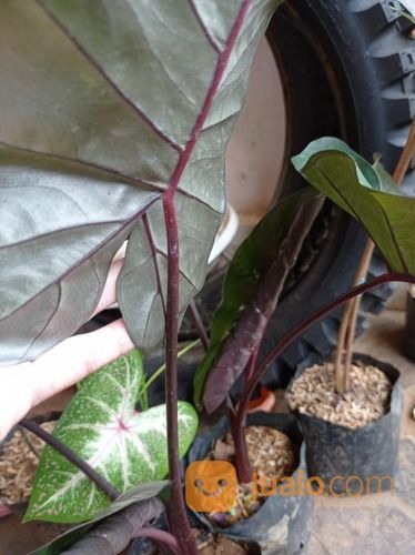 Bibit Tanaman Hias Alocasia Sente Hitam-Sente Wulung-Black Jack Asli
