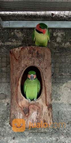 Glodok Alami Burung Betet