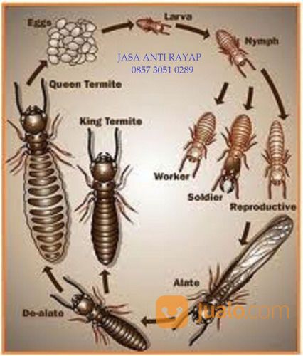 JASA PENGENDALIAN HAMA RAYAP DI PASURUAN