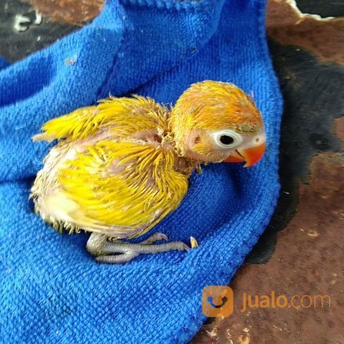 Anak Burung Lovebird Lolohan Umur Dibawah 1 Bulan Paruh Merah