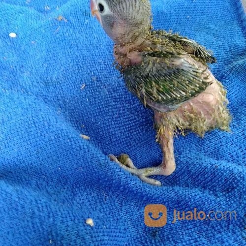 Anak Burung Lovebird Lolohan Umur Dibawah 1 Bulan Paruh Merah
