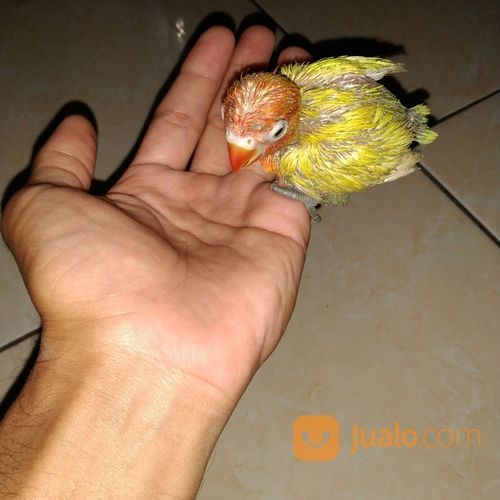 Anak Burung Lovebird Lolohan Umur Dibawah 1 Bulan Paruh Merah