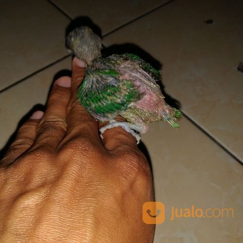 Anak Burung Lovebird Lolohan Umur Dibawah 1 Bulan Paruh Merah