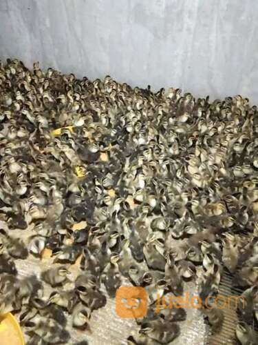 DOD/Bibit Bebek Mojosari