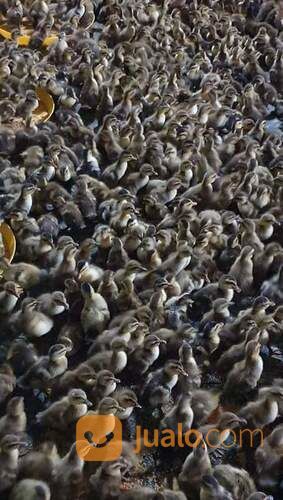 DOD/Bibit Bebek Mojosari