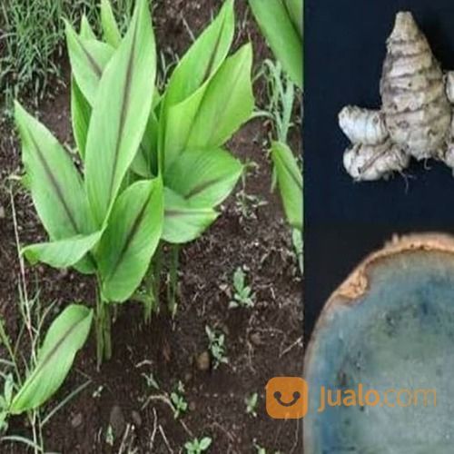 Bibit Kunyit Hitam Asli/Kaemferia Parviflora Black Galingale