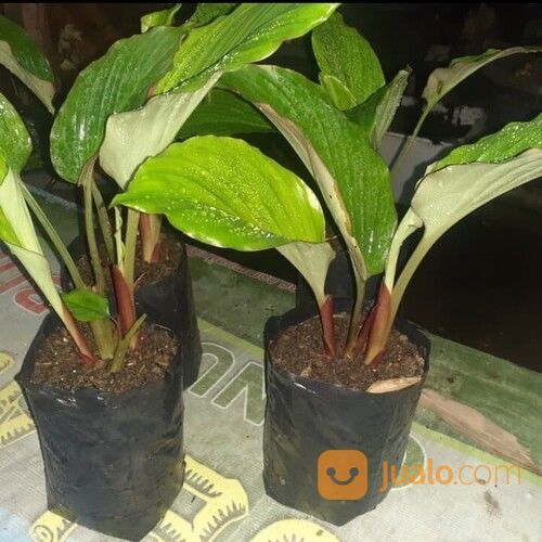 Bibit Kunyit Hitam Asli/Kaemferia Parviflora Black Galingale