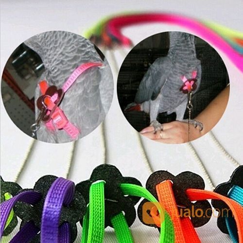 Harnes Burung Parrot