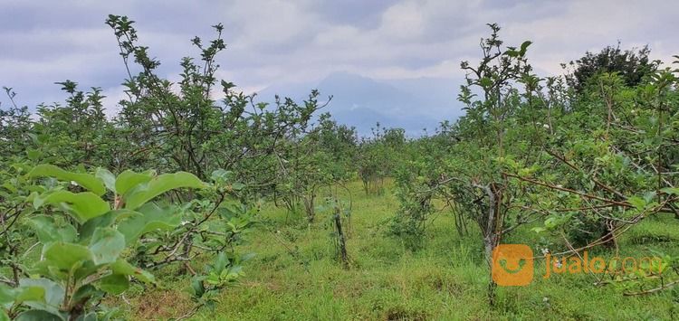 Lahan Kebun Apel Dan Alpukat Produktif Kawasan Penghasil Buah Terbaik