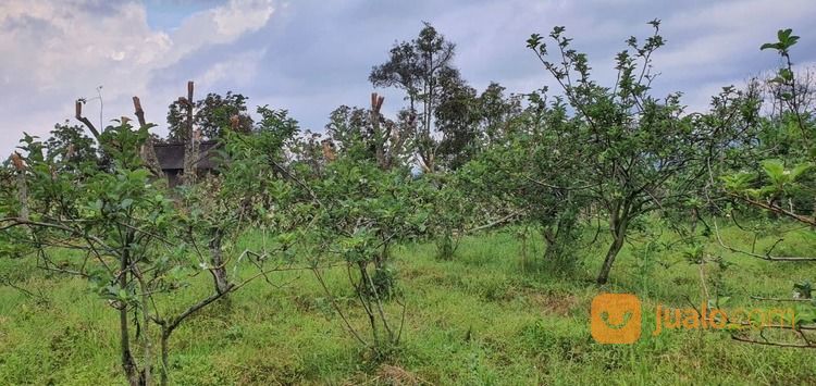 Lahan Kebun Apel Dan Alpukat Produktif Kawasan Penghasil Buah Terbaik