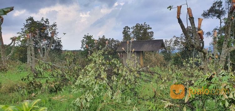 Lahan Kebun Apel Dan Alpukat Produktif Kawasan Penghasil Buah Terbaik