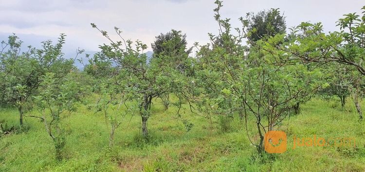 Lahan Kebun Apel Dan Alpukat Produktif Kawasan Penghasil Buah Terbaik