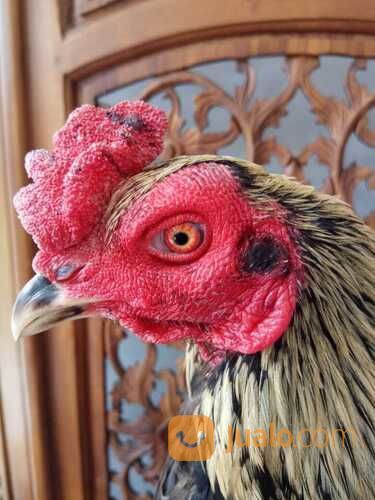 Jago Bangkok Jogja JAMKID JAGO FARM Kandang Ayam Petarung