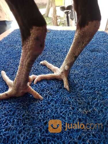 Jago Bangkok Jogja JAMKID JAGO FARM Kandang Ayam Petarung