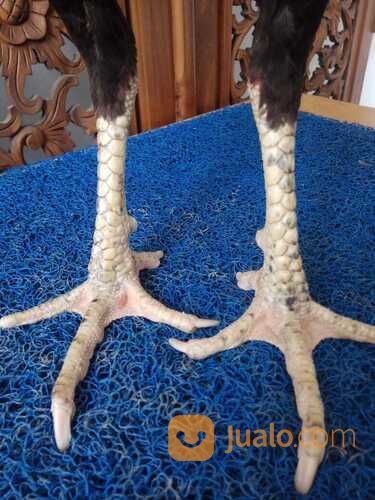 Jago Bangkok Jogja JAMKID JAGO FARM Kandang Ayam Petarung