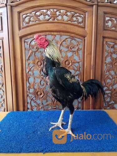 Jago Bangkok Jogja JAMKID JAGO FARM Kandang Ayam Petarung