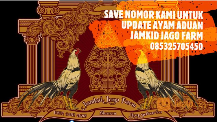 Jago Bangkok Jogja JAMKID JAGO FARM Kandang Ayam Petarung