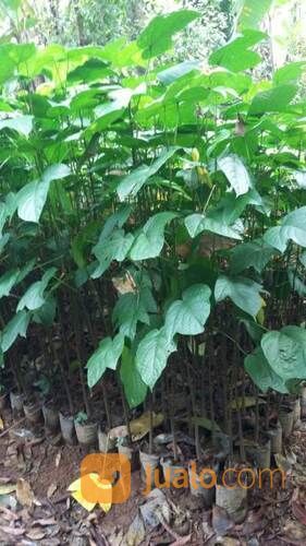 Bibit Tanaman Kluwek - Bumbu Khas Untuk Rawon - Siap Tanam