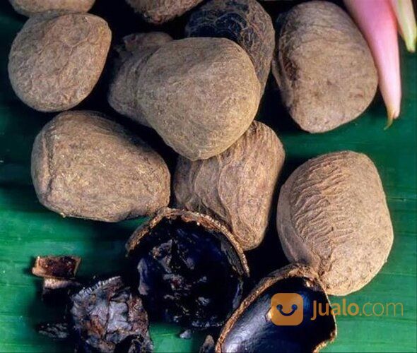 Bibit Tanaman Kluwek - Bumbu Khas Untuk Rawon - Siap Tanam