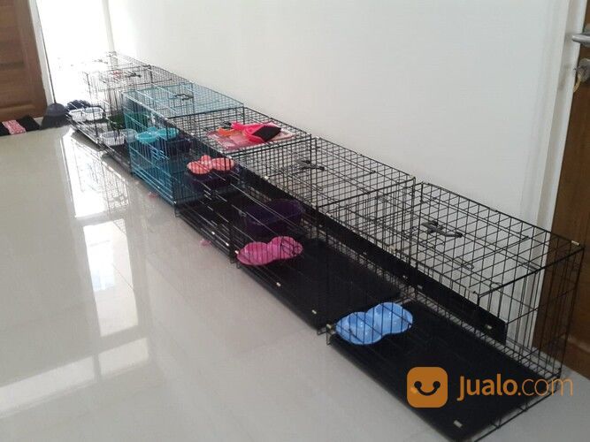 Penitipan / Penginapan Kucing Surabaya PROMO