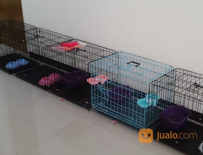 Penitipan / Penginapan Kucing Surabaya PROMO