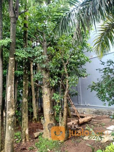 Pohon Baobab Berbagai Ukuran Diameter Murah