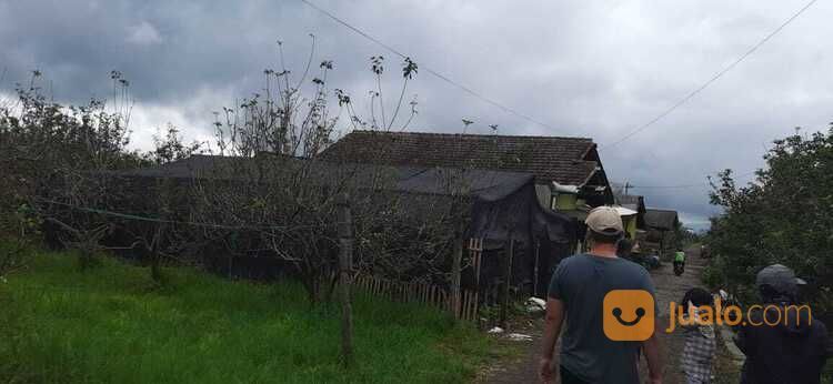 Kebun Apel Murah Dengan View Pegunungan Cantik Di Kota Batu