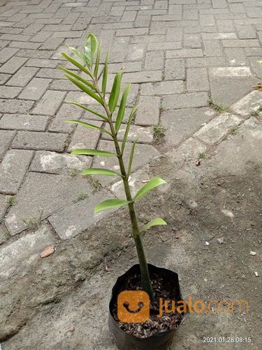 Tanaman Hias Zamia Daun Dolar