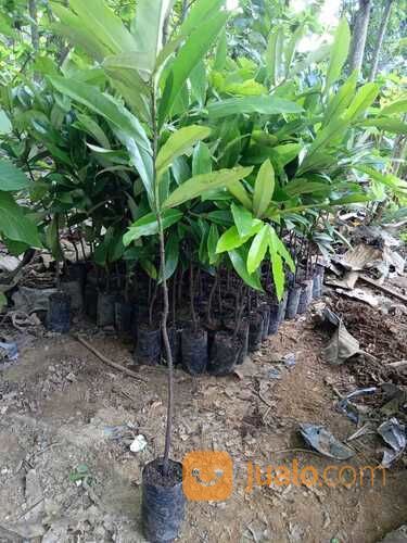 Bibit Tanaman Bisbul - Buah Mentega - Buah Khas Bogor