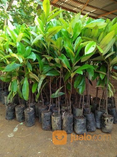 Bibit Tanaman Bisbul - Buah Mentega - Buah Khas Bogor