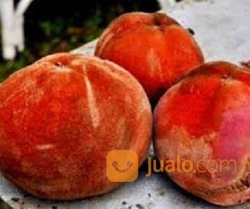 Bibit Tanaman Bisbul - Buah Mentega - Buah Khas Bogor