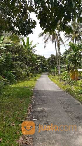 Tanah Kebun Buah Buahan Di Lombok Tengah