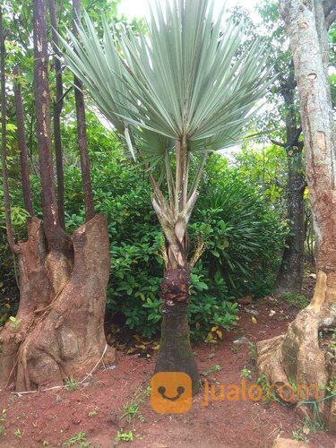 Pohon Palem Angur Silver