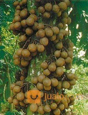 Bibit Tanaman Buah Kepel/Burahol Super Berbuah Lebat-HargaMurah