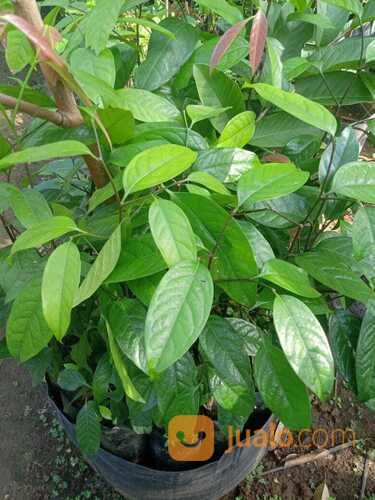 Bibit Tanaman Buah Kepel/Burahol Super Berbuah Lebat-HargaMurah