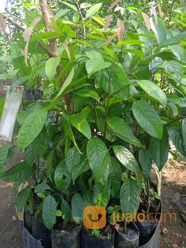 Bibit Tanaman Buah Kepel/Burahol Super Berbuah Lebat-HargaMurah