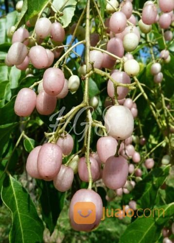 Bibit Tanaman Jamblang Putih - Duwet Putih - Juwet Putih Rasa Manis