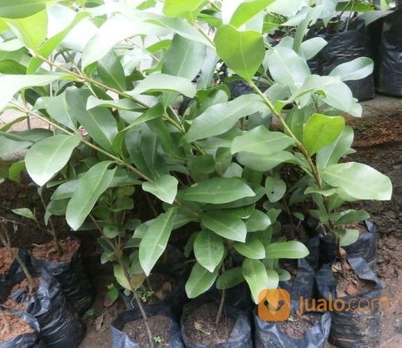 Bibit Tanaman Jamblang Putih - Duwet Putih - Juwet Putih Rasa Manis