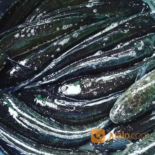 Ikan Gabus Jogja (Ready Stock Setiap Hari)