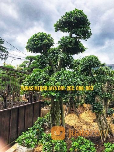 Bonsai Beringin Korea Ukuran 3mtr