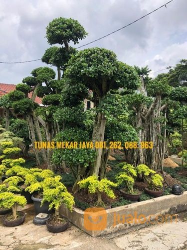 Bonsai Beringin Korea Ukuran 3mtr